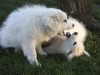 chien_mouton-20-sur-86