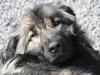 chiens