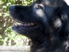 chiens-19
