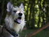 chiens-28