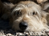 chiens-3