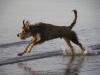 chiens-30