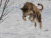 chiens-31